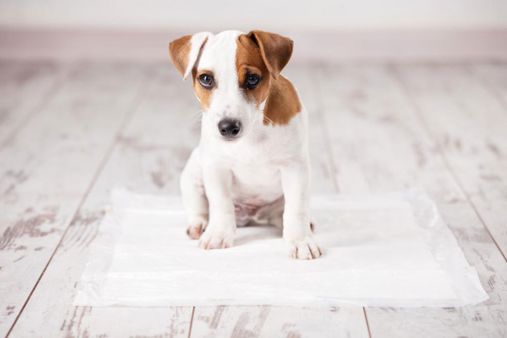 Effective and Natural Ways to Eliminate Pet Odors from Your Home