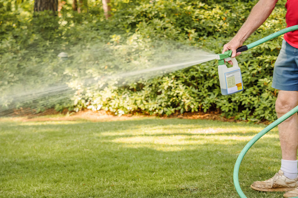 Essential Guide to Grass Fertilizers and Selection Tips