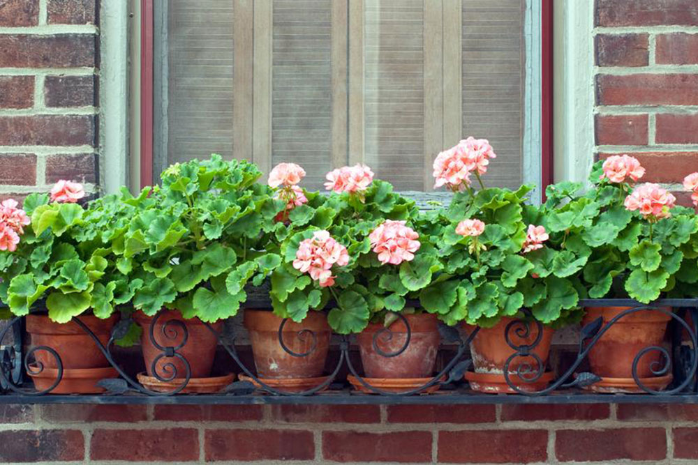 Comprehensive Guide to Large Outdoor Planters: Types and Applications