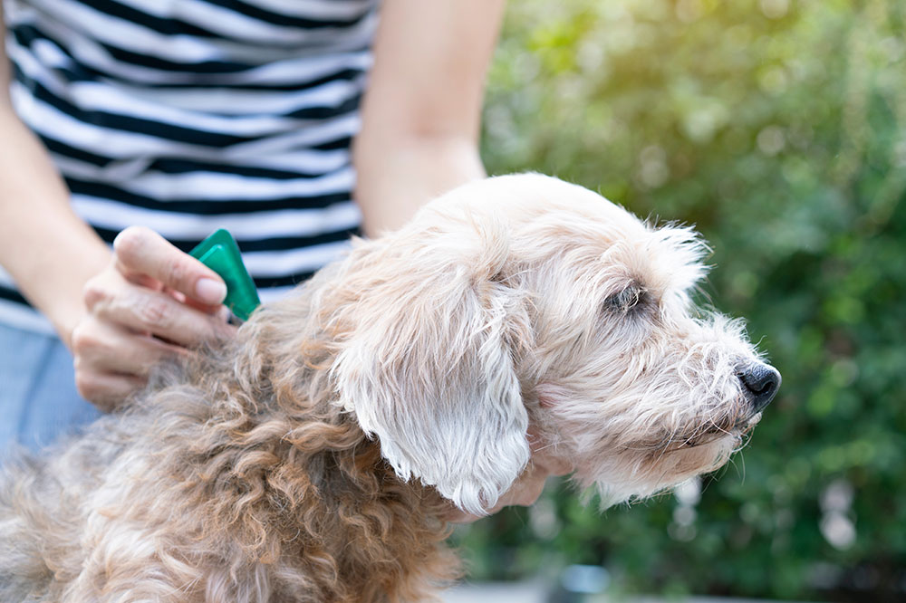 Effective Natural and Medical Strategies to Combat Fleas and Ticks in Dogs