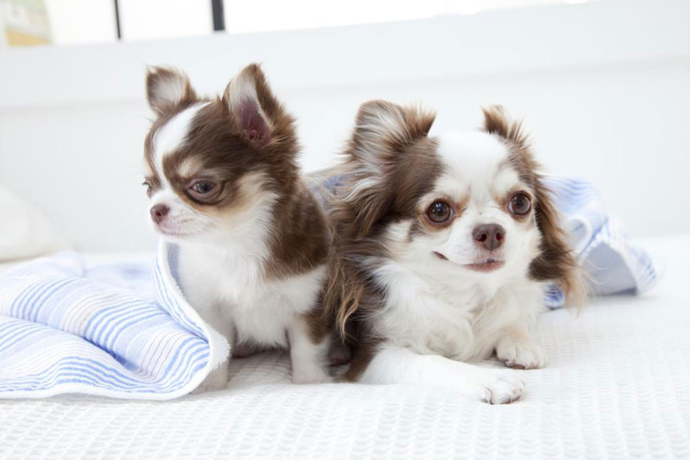 Essential Care Tips for Your Chihuahua