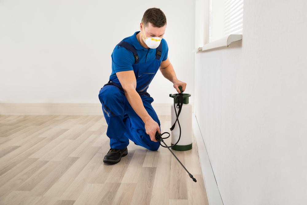 Using a Steamer for Safe Bed Bug Control
