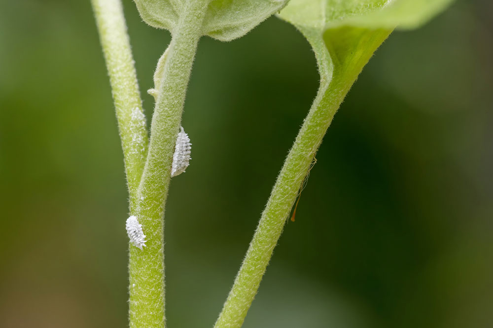 Effective Strategies for Managing Mealybug Infestations