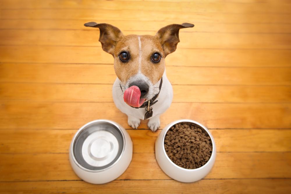 Top 3 Premium Dog Foods for Growing Puppies