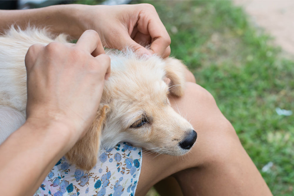 Ultimate Strategies to Eliminate Household Fleas