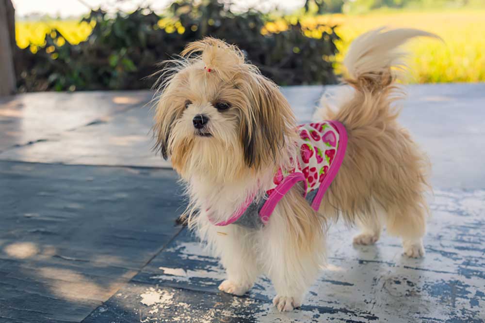 Complete Guide to Essential Accessories for Your New Shih Tzu Puppy