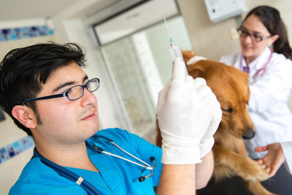 Top Benefits of Conducting a Canine DNA Test