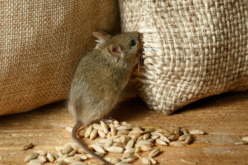Effective Strategies to Deter Voles from Your Garden