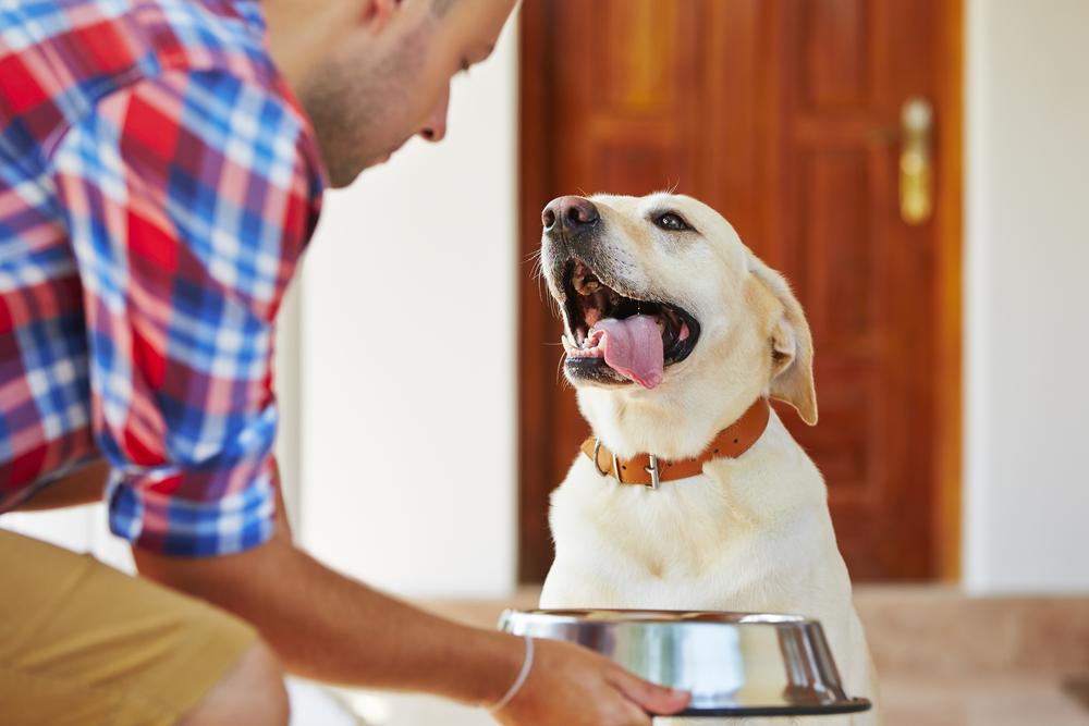 Ultimate Guide to Choosing Top Puppy Food for Optimal Health