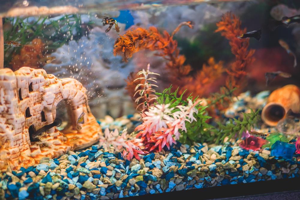 Essential Tips for Selecting the Perfect Aquarium