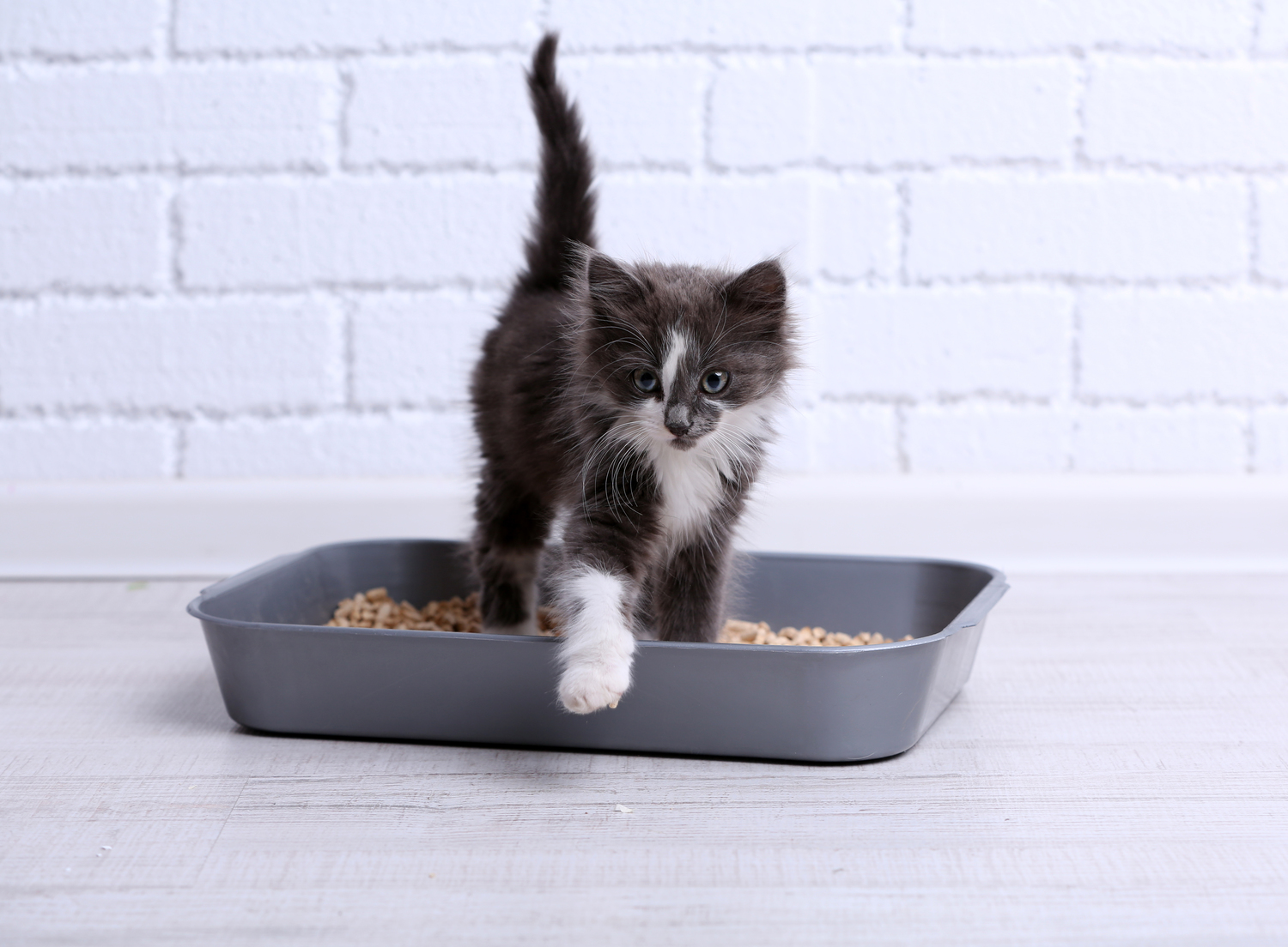 Effective Strategies for Giving Cat Treats Without Overindulgence