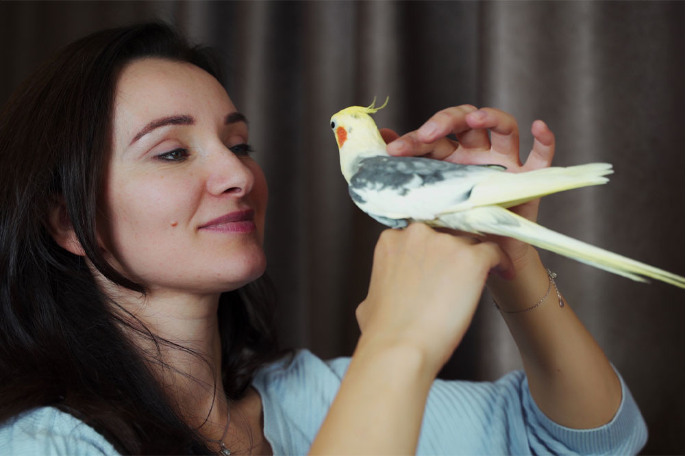 Top 8 Delightful Birds as Pets for Bird Lovers