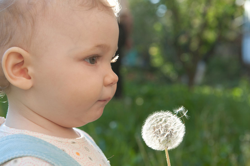 Effective Strategies for Eliminating Dandelions Quickly