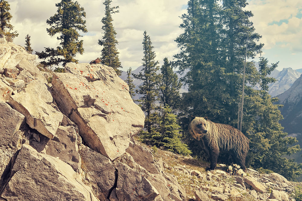 Ultimate Guide to Choosing Your Perfect Canadian Rockies Adventure