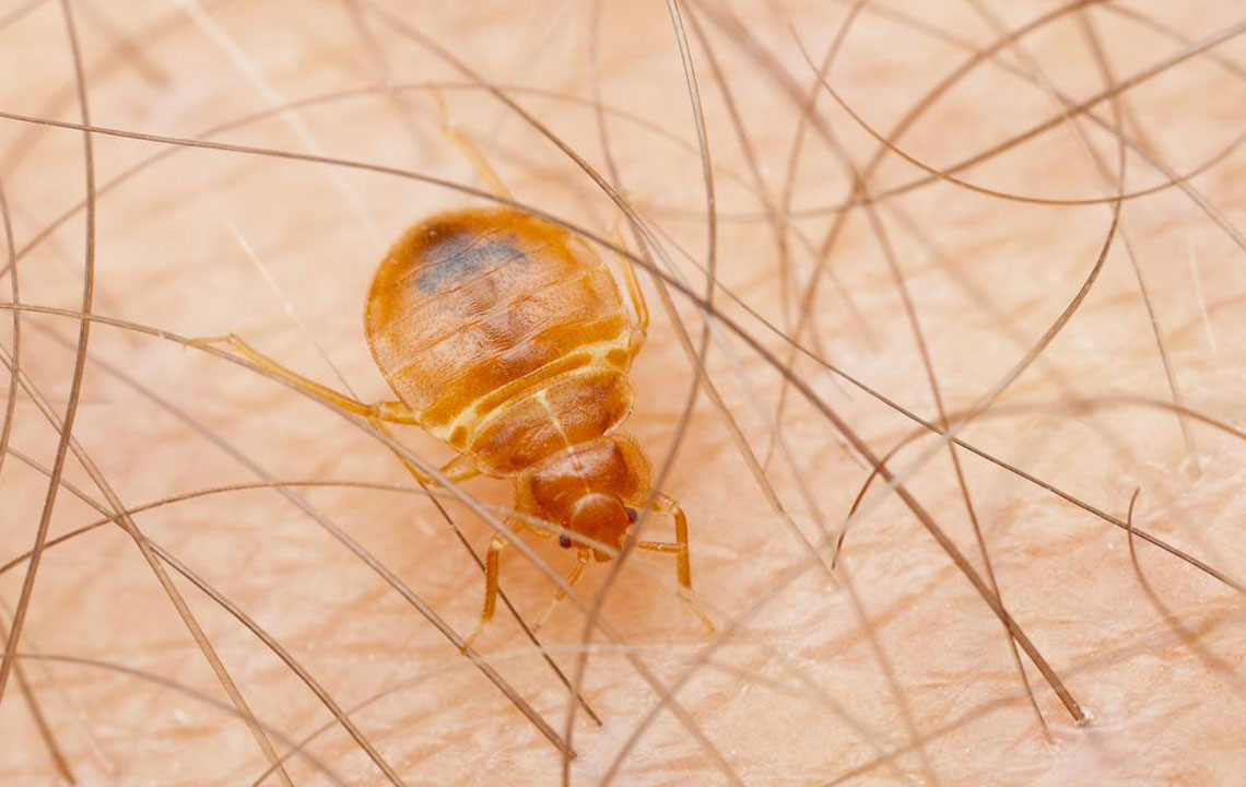 Effective Strategies to Prevent and Eliminate Bed Bugs at Home