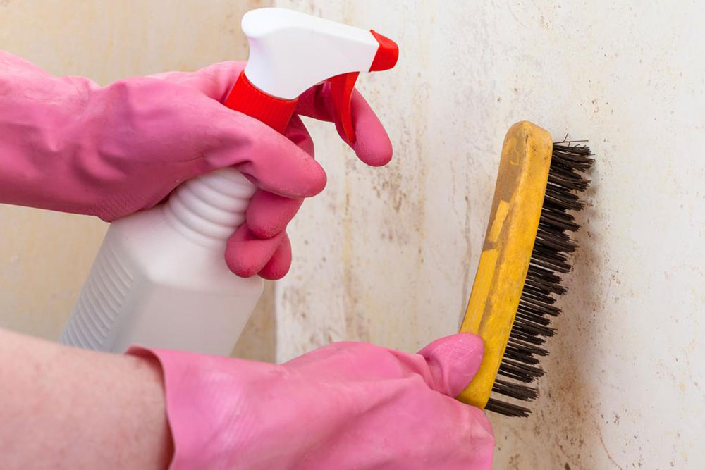 Effective Household Tips to Prevent and Remove Mold and Mildew