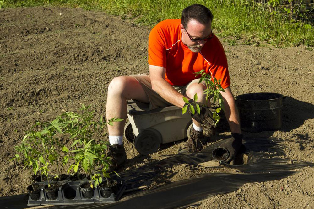 Understanding Plant Hardiness Zones for Gardening Success