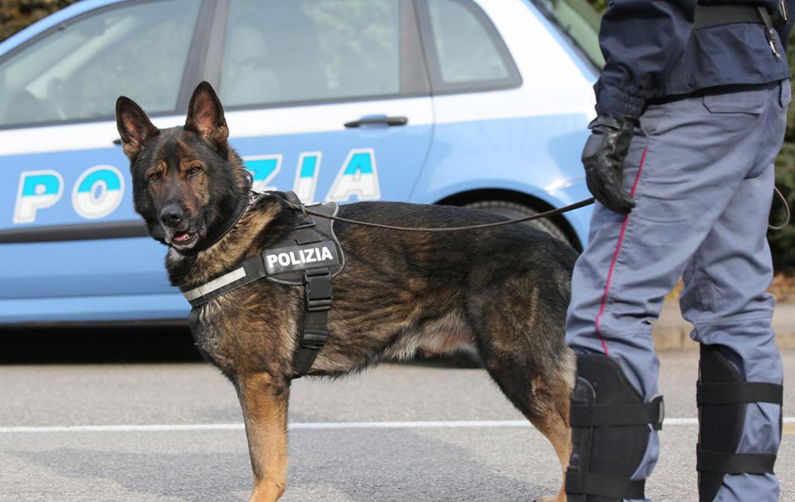 Effective Training Strategies for Your Service Dog