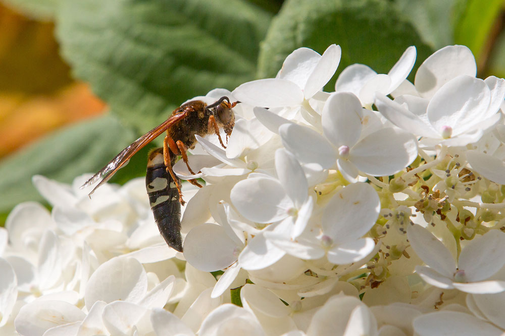 Effective Strategies to Eliminate Cicadas from Your Property