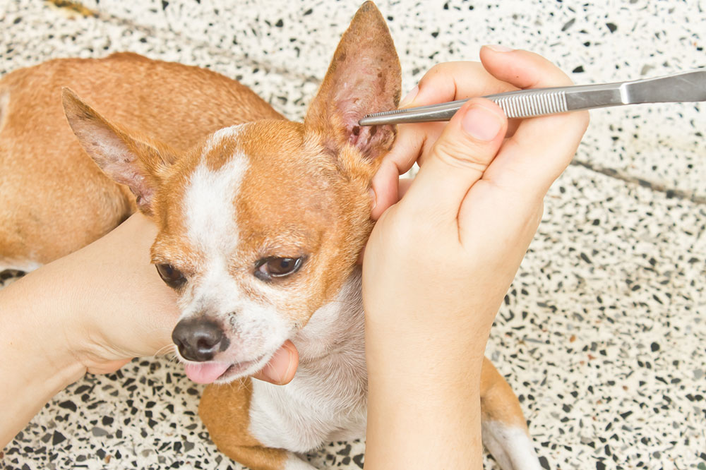Natural and Safe Ways to Keep Fleas Away from Pets and Homes