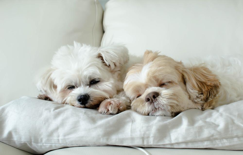 Must-Have Dog Accessories to Ensure Comfort, Safety, and Happiness