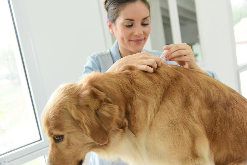 Top 3 Flea and Tick Solutions for Dogs: A Guide for Pet Owners