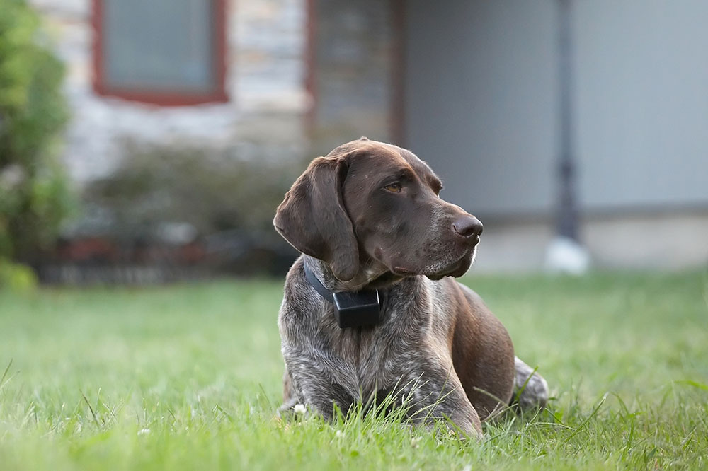 Top Three Invisible Dog Fences for Safe and Convenient Containment