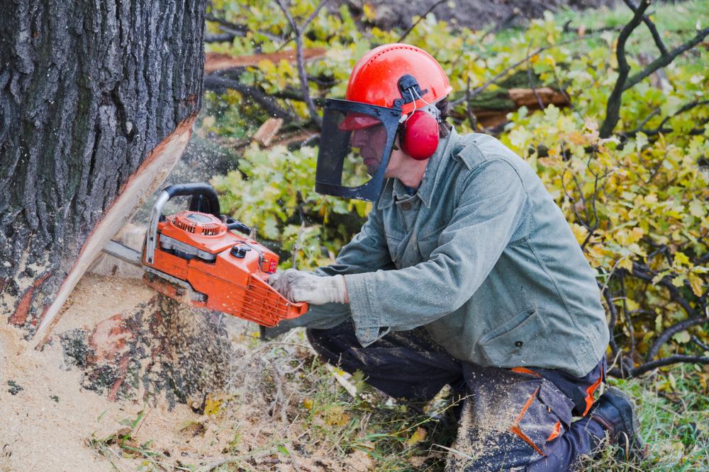 Essential Guide to Choosing Your First Chainsaw