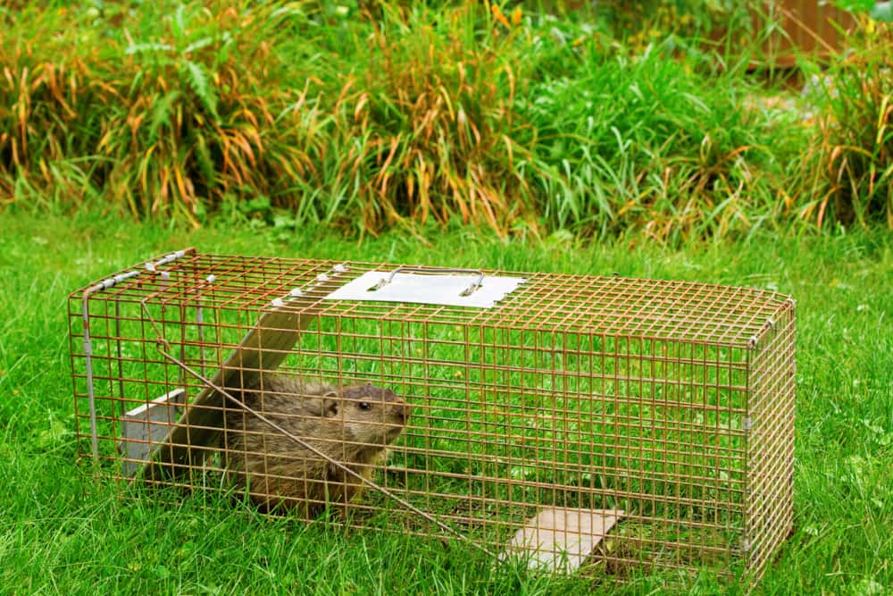 Proven Strategies to Remove Groundhogs Effectively