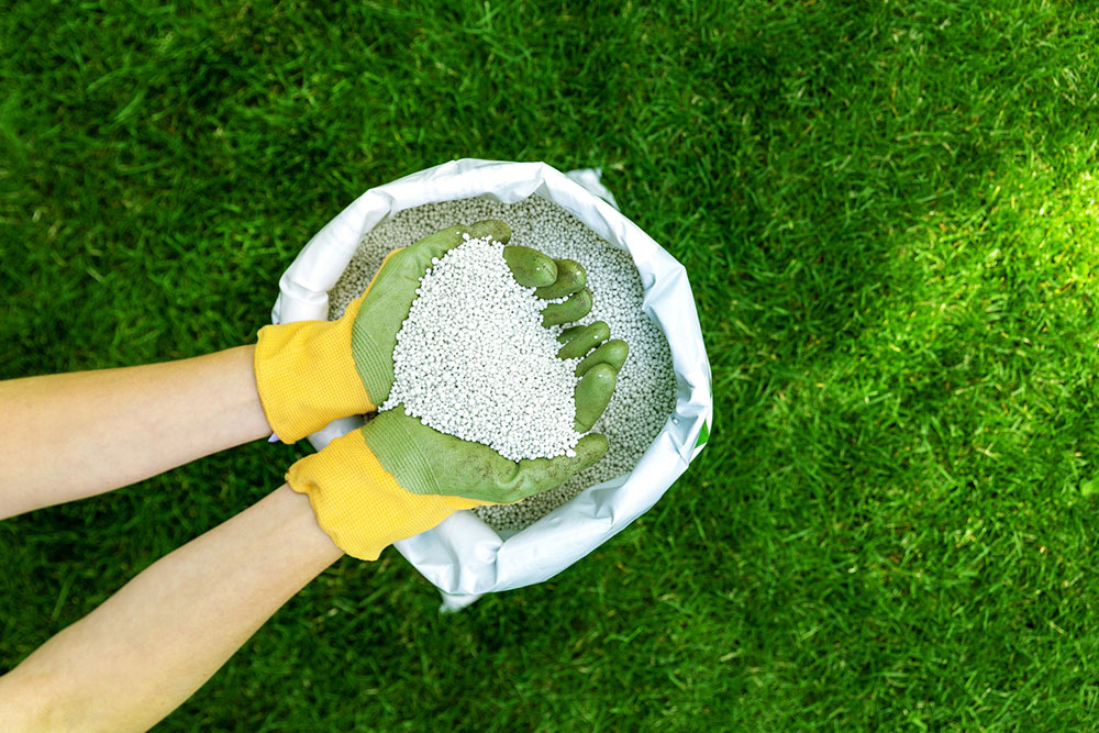 Essential Guide to Selecting Optimal Fertilizers for Zoysia Grass