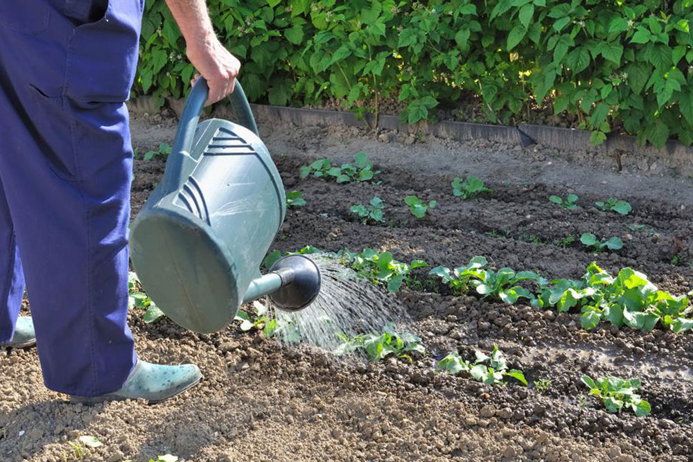 Simplify Your Gardening Experience with Essential Tools