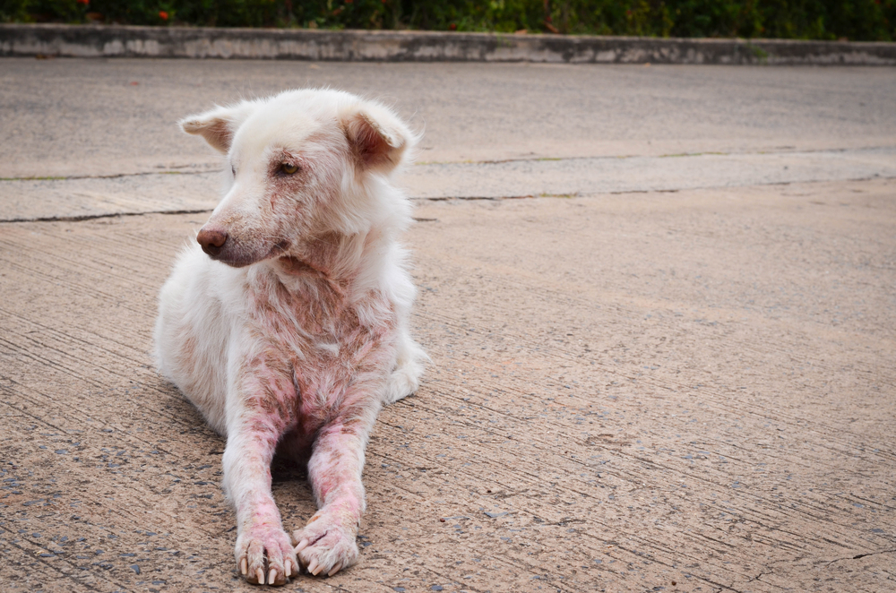 Understanding Scabies: Causes, Prevention, and Natural Remedies