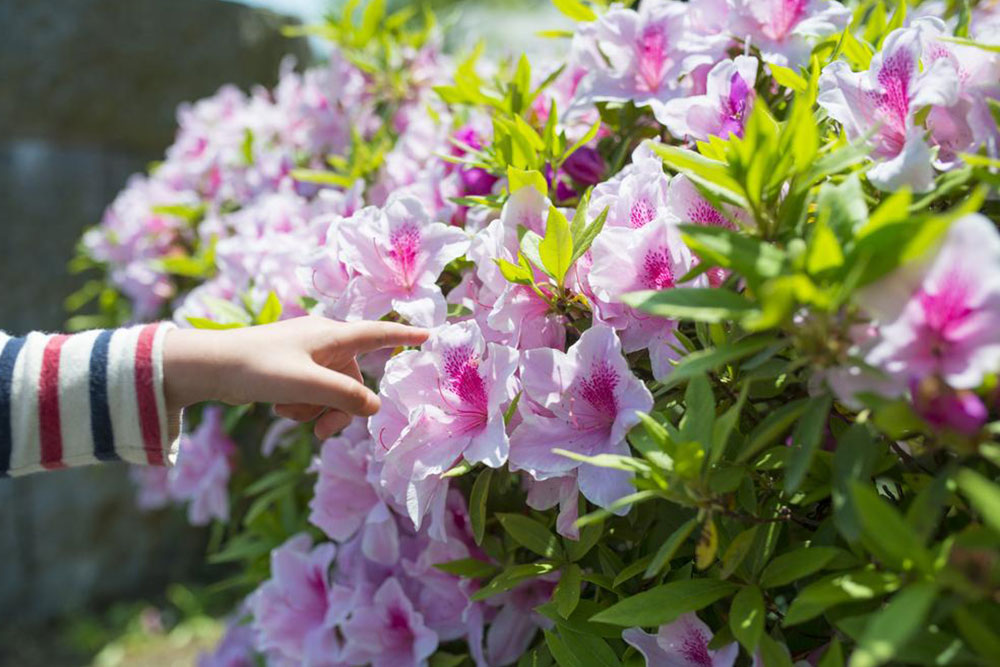 Guide to Pruning and Caring for Azaleas