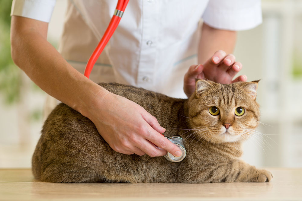 Essential Guidelines for Caring for Your Pets