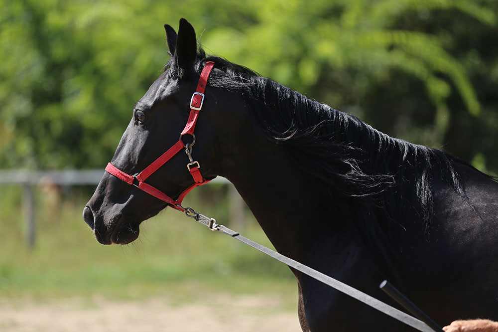 Top 3 Must-Have Equipment for Novice Horse Trainers