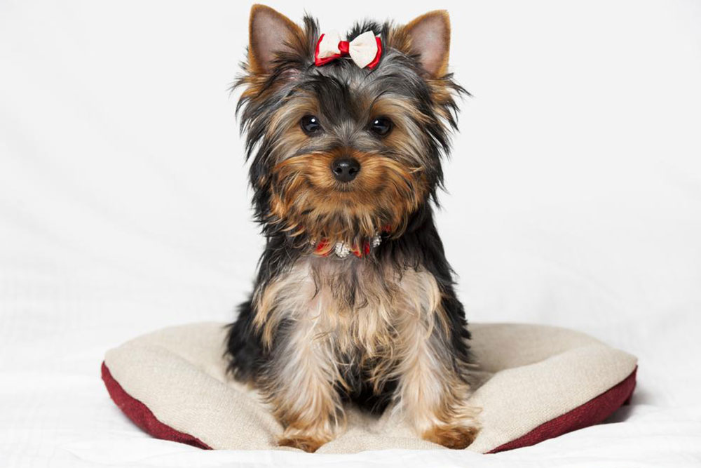 Top 5 Locations to Purchase Yorkie Puppies