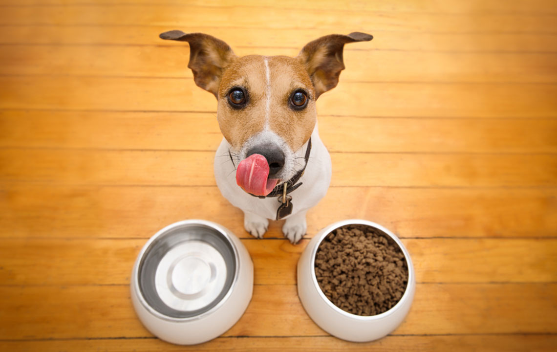 Top Veterinary-Recommended Foods for Dogs with Sensitive Skin