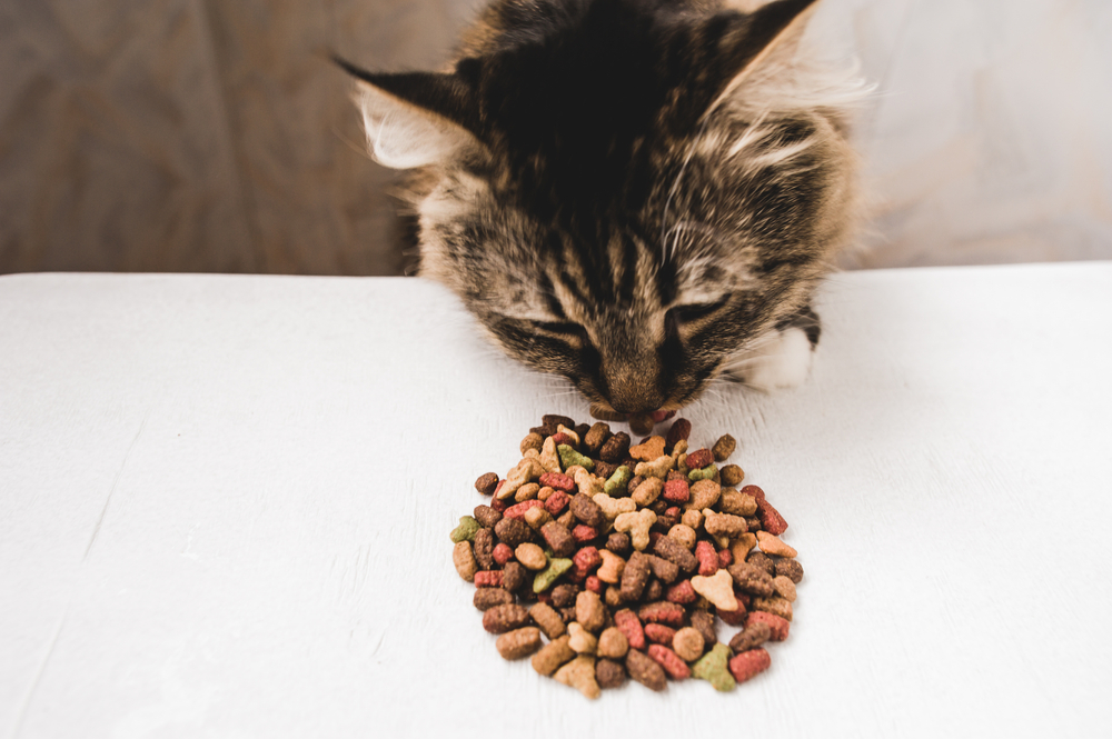 Enhancing Feline Well-being Through Proper Dry Food Choices