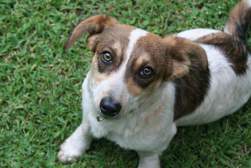 Smart Pet Space Solutions for Stylish Homes