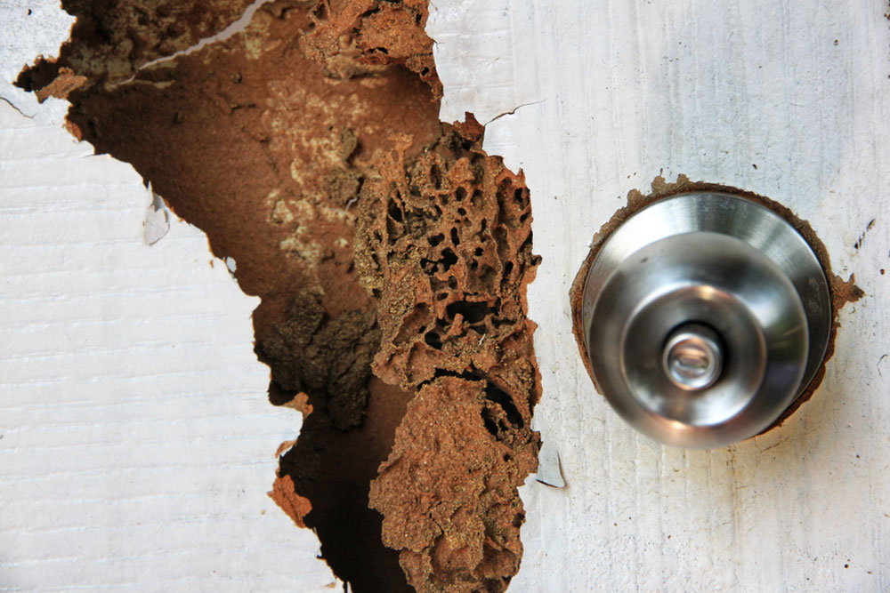 Signs Your Home Shows Early Indicators of Termite Infestation