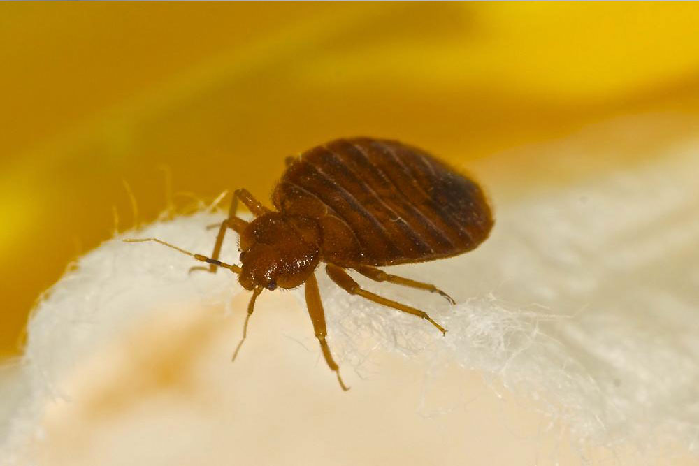 Effective Natural Solutions for Bed Bug Bite Relief