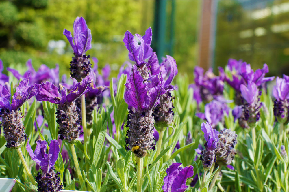 Top 5 Natural Plants to Keep Ticks Away from Your Home