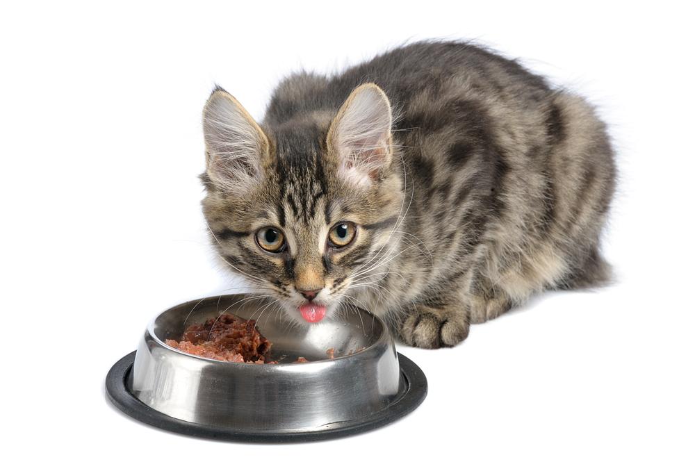 Essential Tips for Choosing the Ideal Dry Cat Food