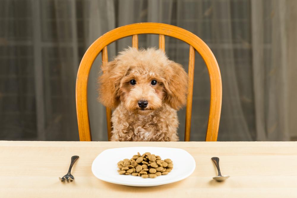 Managing Digestive Sensitivities in Dogs: Tips for Pet Owners
