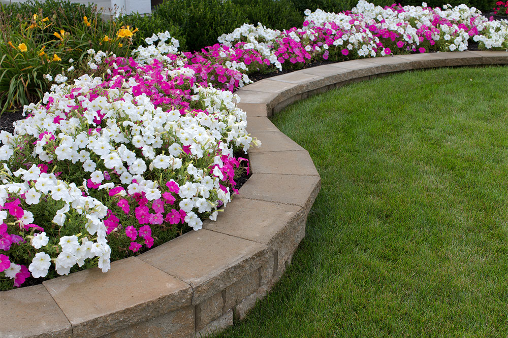 Top 10 Evergreen Flowers to Enhance Your Garden's Beauty