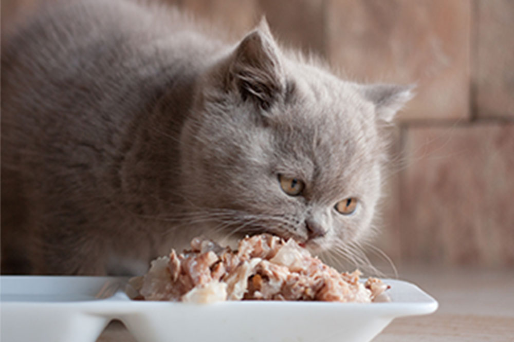 Essential Tips for Choosing the Perfect Cat Food