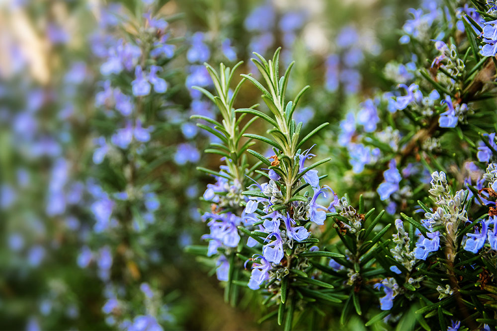 Effective Natural Plants to Repel Ticks and Fleas and Safeguard Your Pets