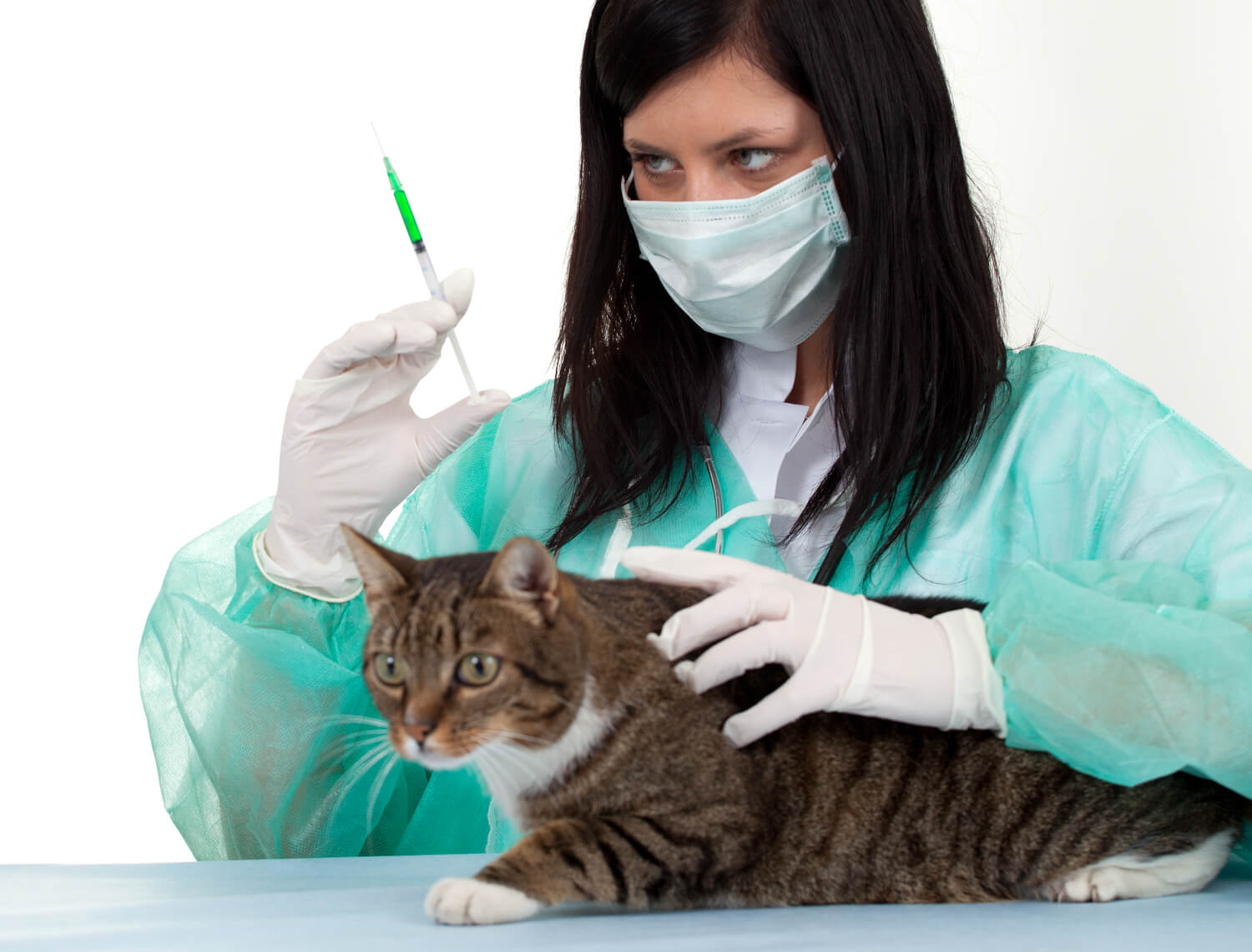 Comprehensive Guide to Pet Surgery Insurance Coverage