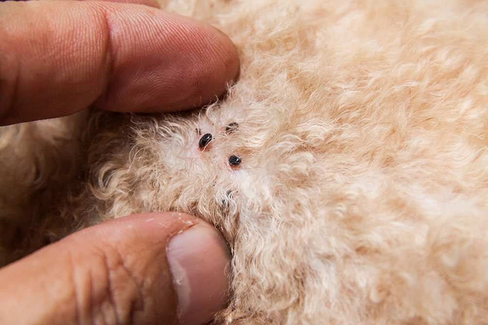 Top Strategies for Preventing and Managing Dog Flea Infestations