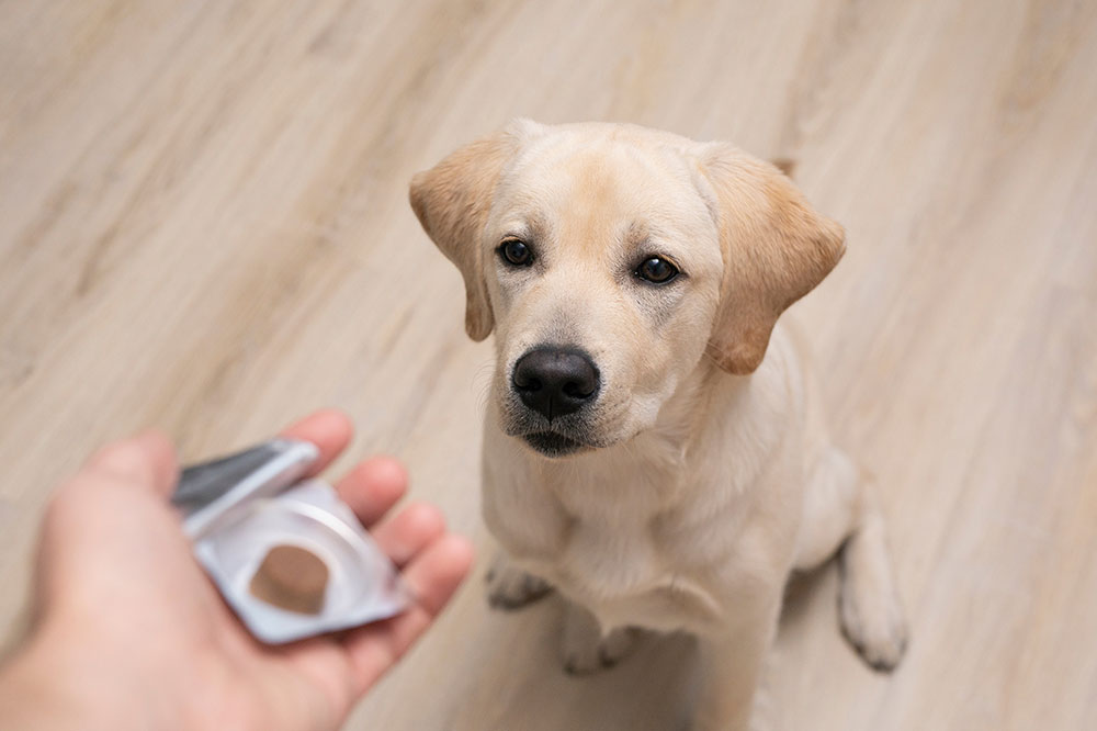 Best Three Medications to Eliminate Dog Fleas